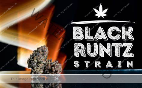 what strain is black runtz, black runtz strain